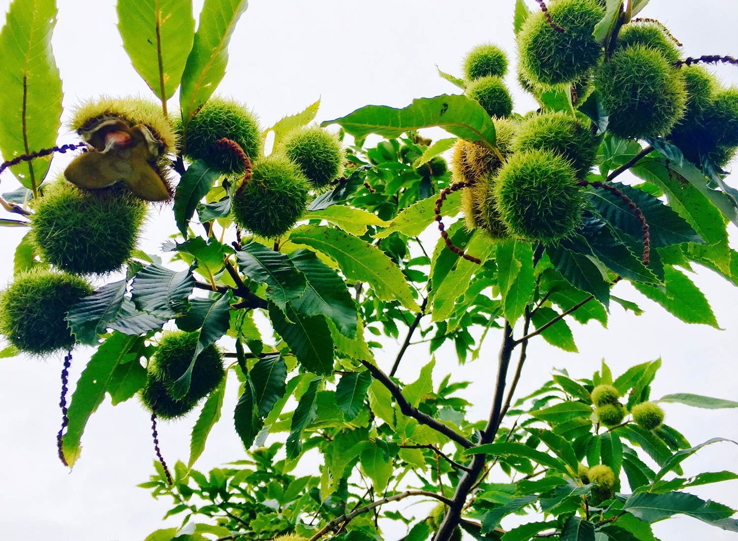 SHO Farm: vegan wild farming in a cold climate | chestnut tree