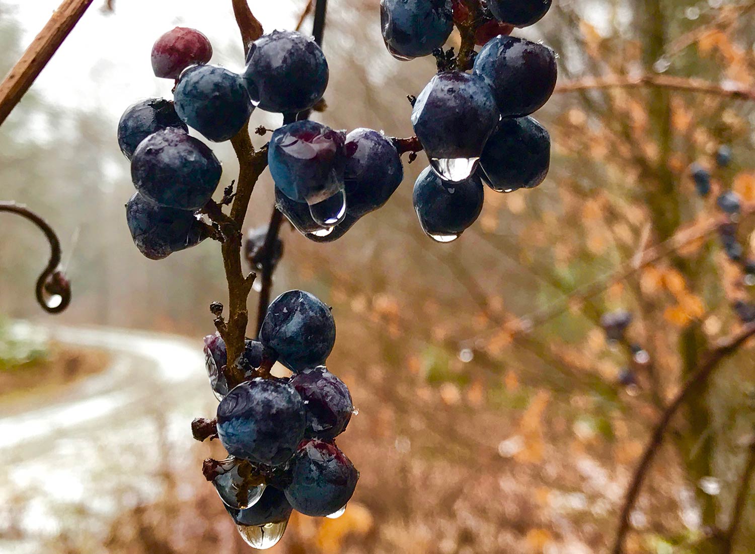 SHO Farm: vegan wild farming in a cold climate | wild grapes along our driveway