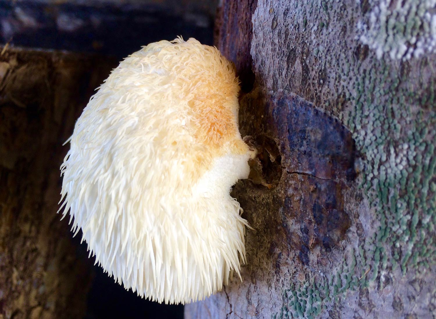 SHO Farm: vegan wild farming in a cold climate | lion's mane mushroom cultivated on beech logs selectively coppiced from our field-forest edge 