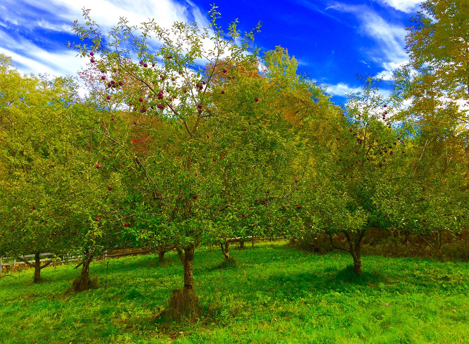 SHO Farm: vegan wild farming in a cold climate | fall apple harvest