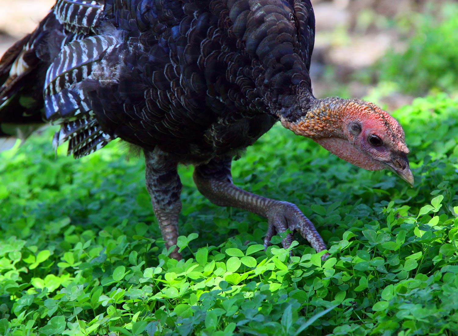 Photo © Susan C. Morse, SHO Farm's wildlife biologist | one of our land stewardship practices is to ensure safe & healthy habitat for wildlife like this turkey feeding on forbs