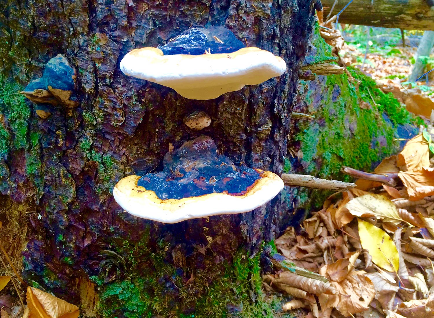SHO Farm: vegan wild farming in a cold climate | red belted polypore mushrooms on a softwood tree