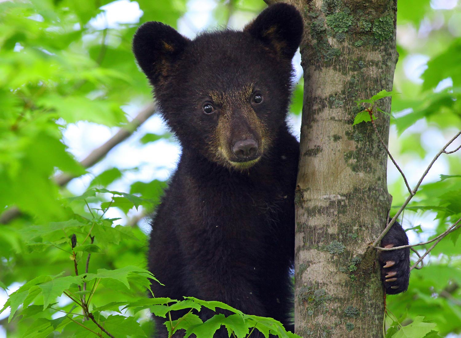 Photo by SHO Farm's Wildlife Biologist Susan C. Morse | one of our land stewardship practices is to ensure safe & healthy habitat for wildlife like this bear cub