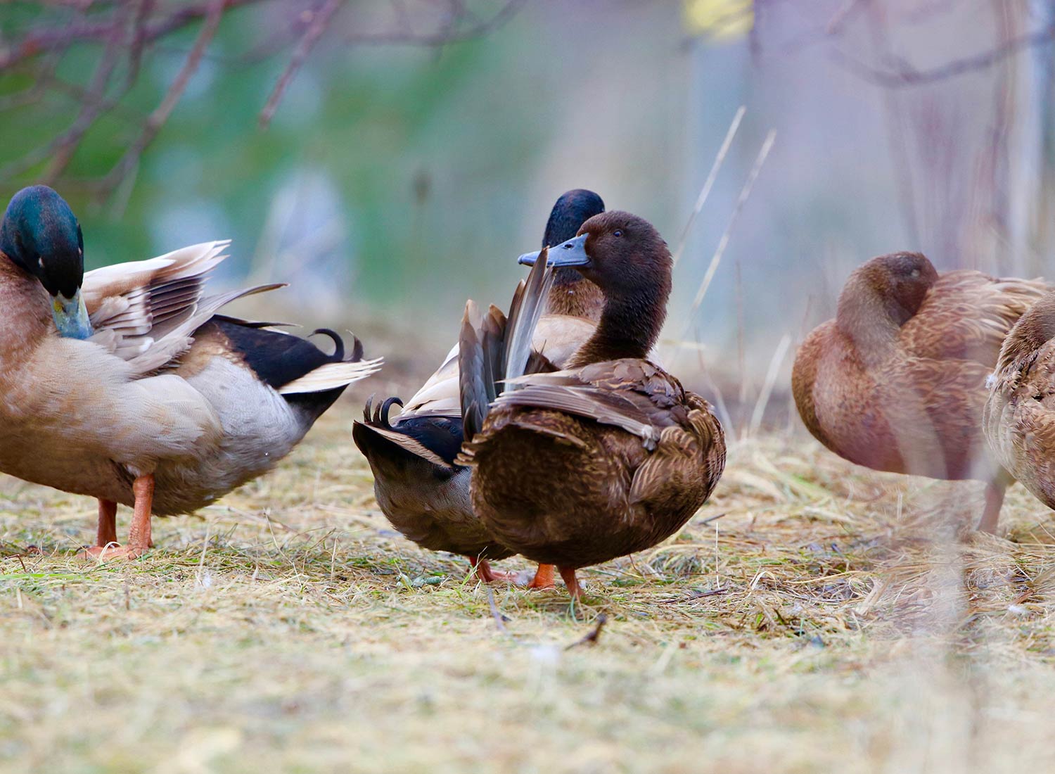 Sanctuary at SHO: redefining animal agriculture | partnering with 100+ rescued ducks to steward non-harming perennial food systems  