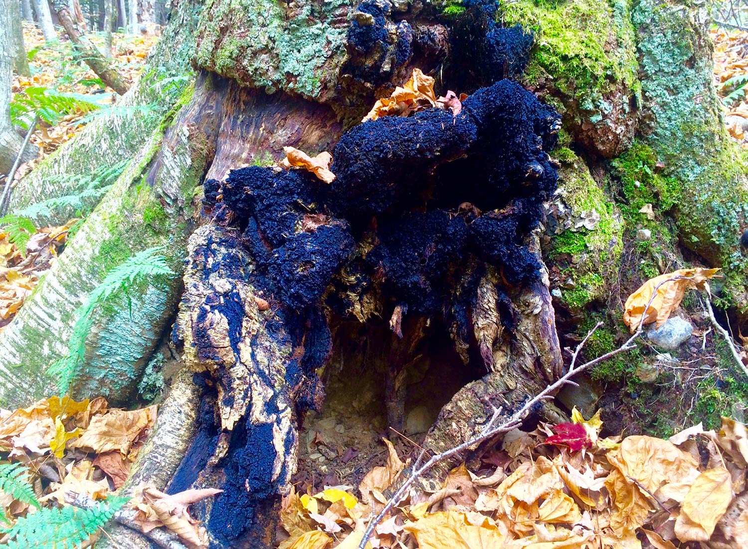 SHO Farm: vegan wild farming in a cold climate | medicinal chaga mushroom on a living birch tree