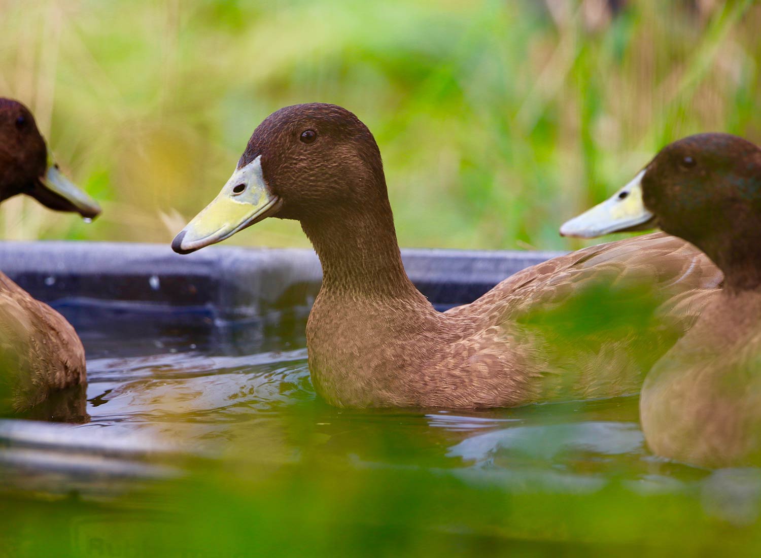 Sanctuary at SHO: redefining animal agriculture | partnering with 100+ rescued ducks to steward non-harming perennial food systems  