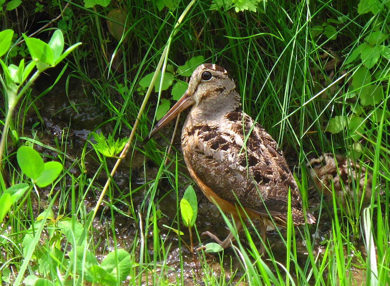 Photo © Susan C. Morse, SHO Farm's wildlife biologist | one of our land stewardship practices is to ensure safe & healthy habitat for wildlife like this woodcock and her chick